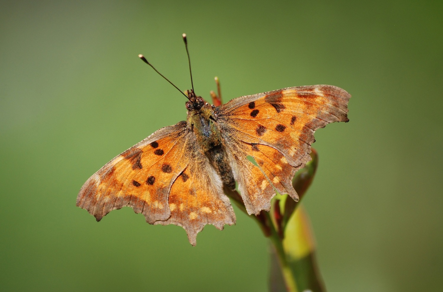 Polygonia c-album